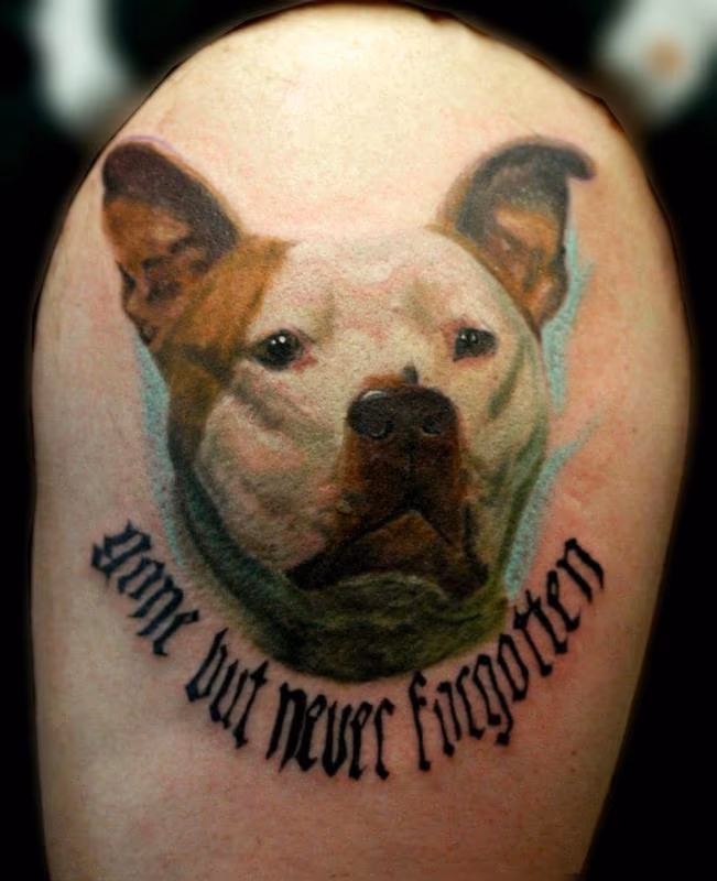 pitbull color portrait