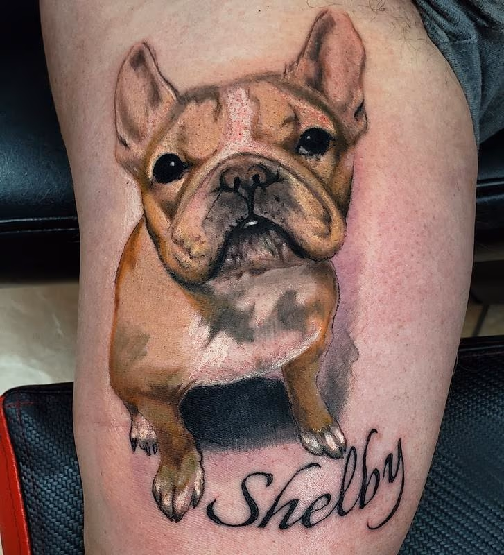 French Bulldog