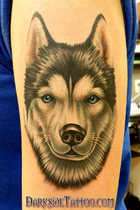 Color Husky Portrait