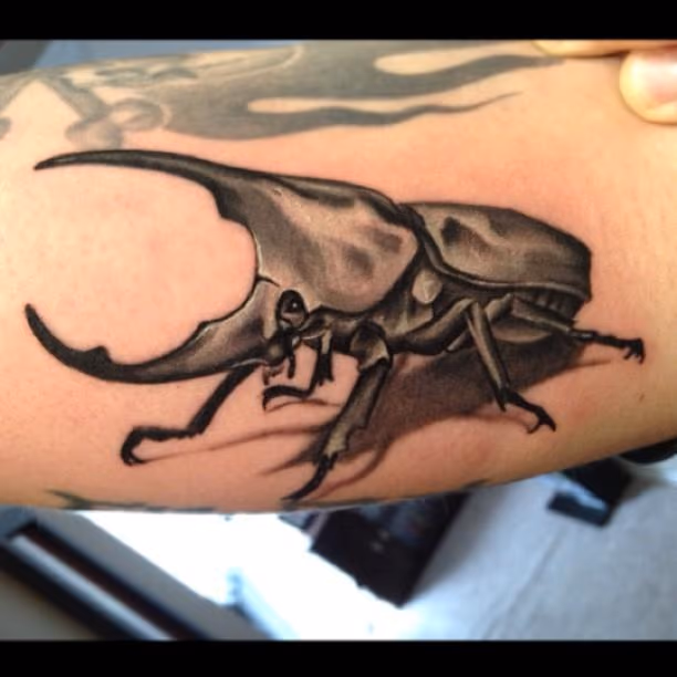 Black and Gray Rhinoceros Beetle