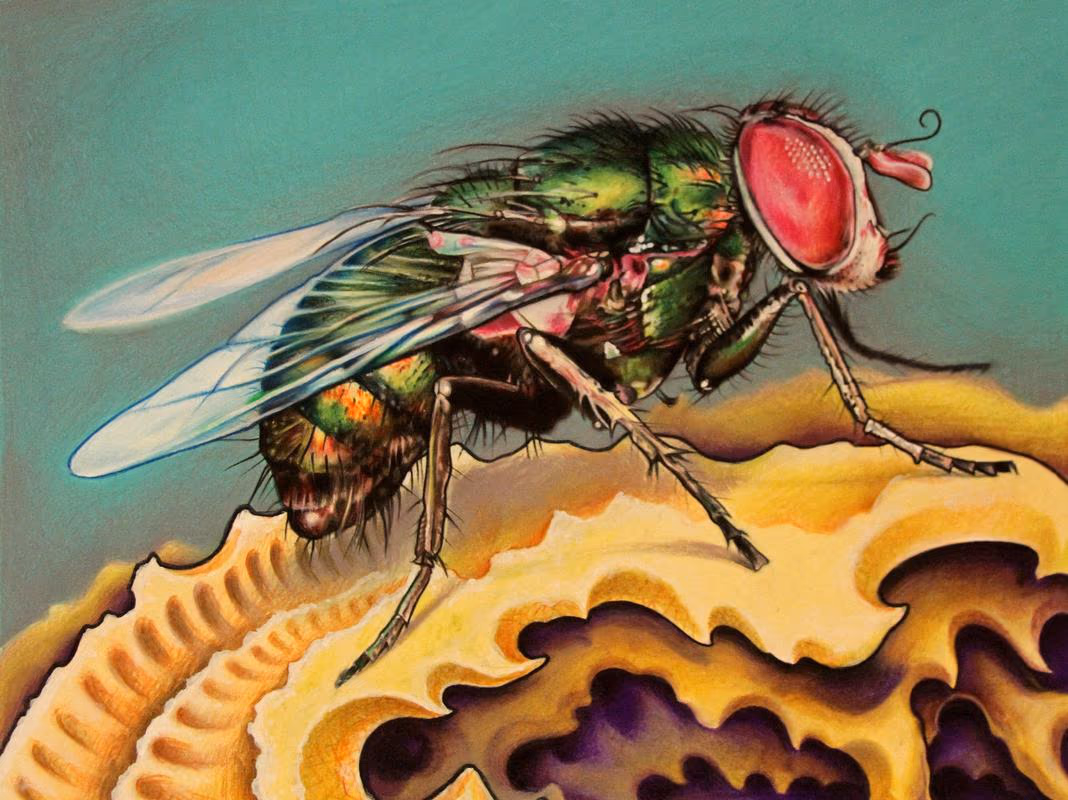 Fly Colored Pencil Drawing
