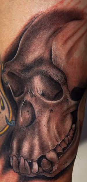 Chimpanzee skull, first session
