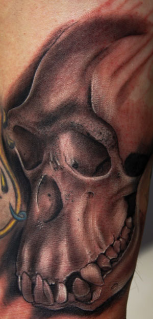 Chimpanzee skull, first session