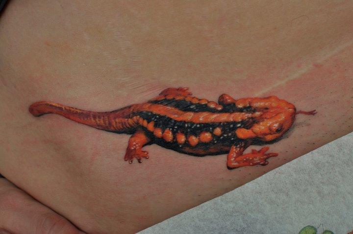 Lizard