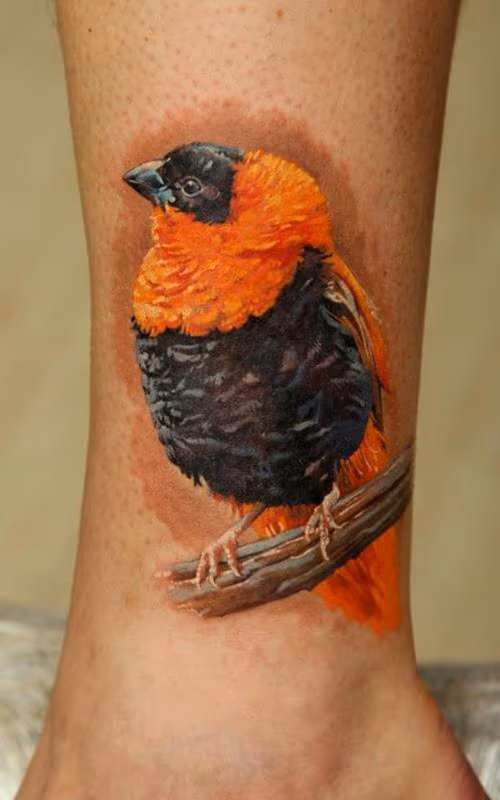 African Bird