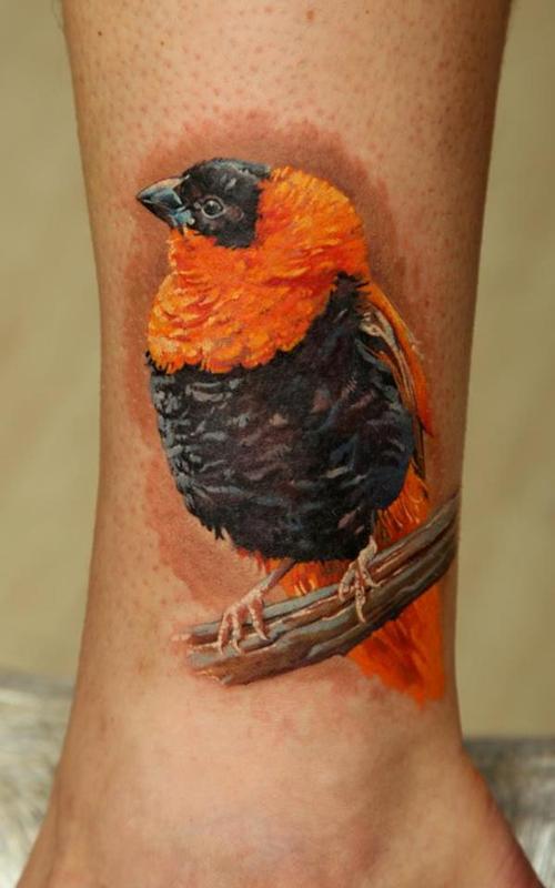 African Bird