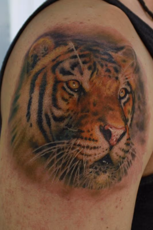 Tiger