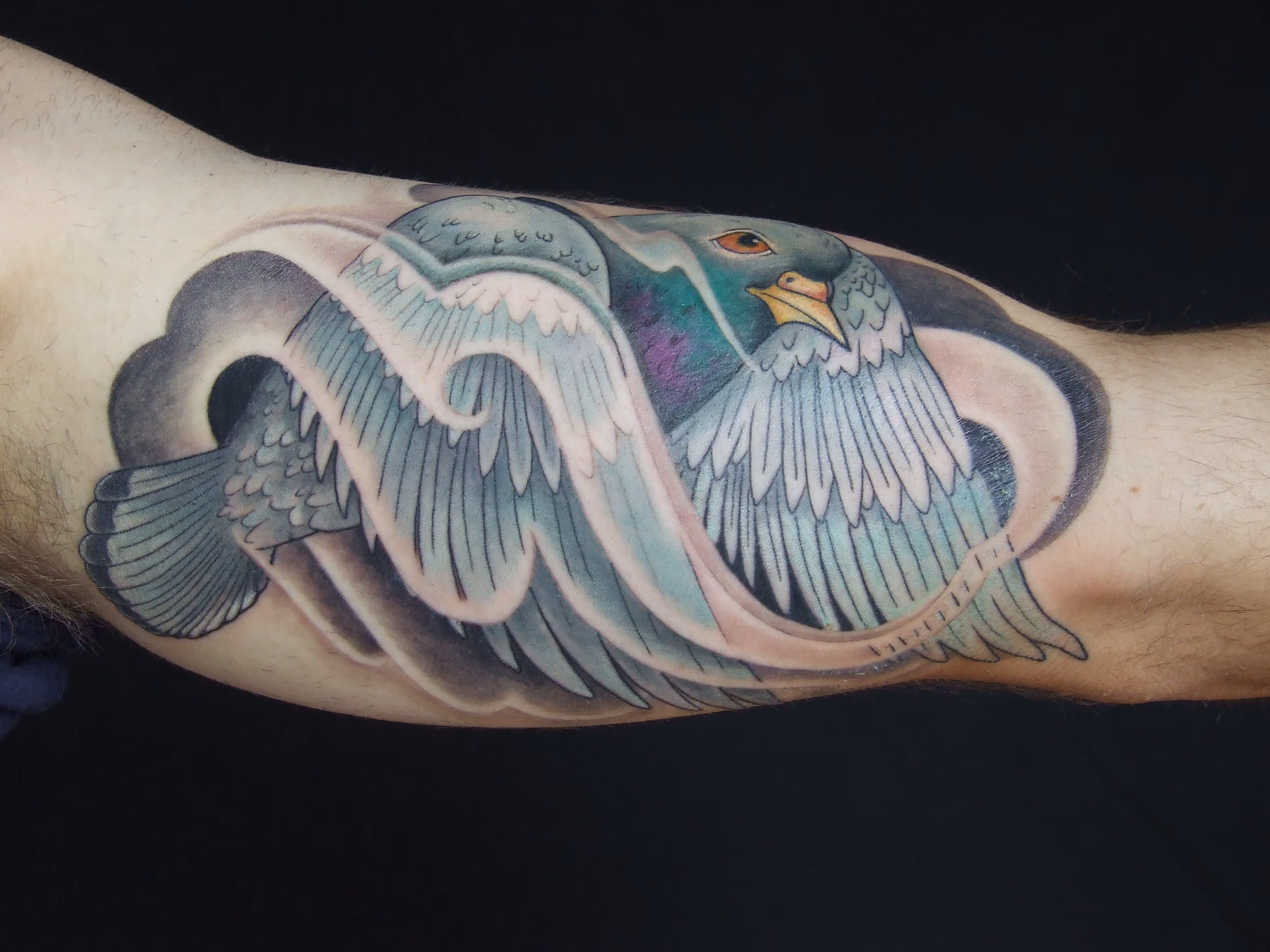 Pigeon