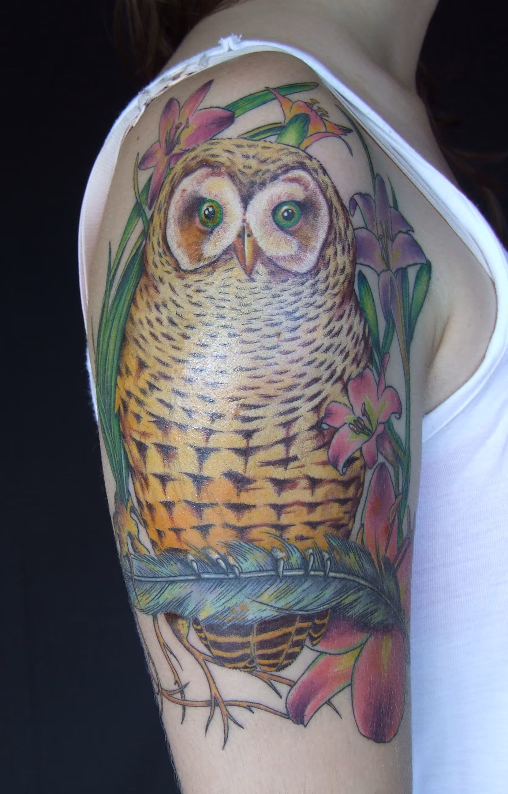 the owl
