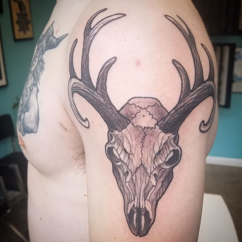 Mike's Deer skull