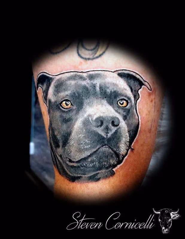 pitbulls everywhere