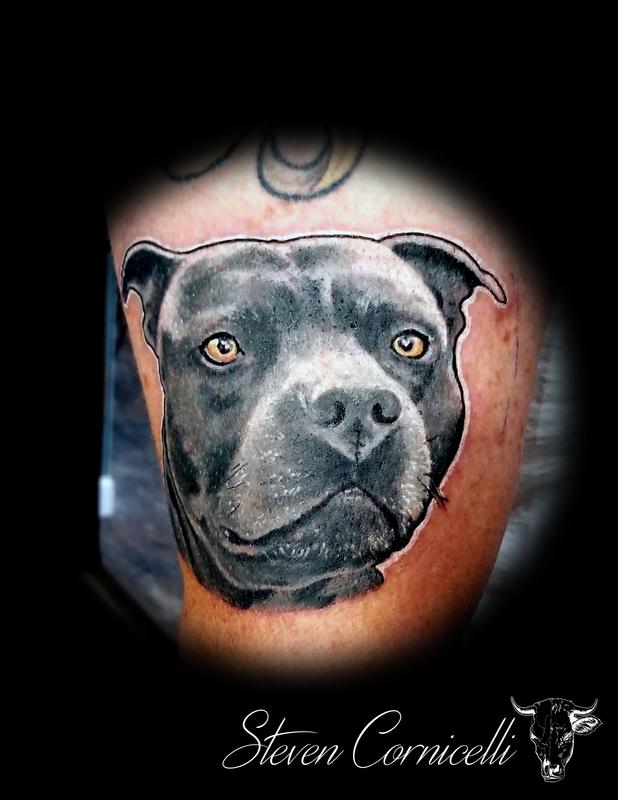 pitbulls everywhere
