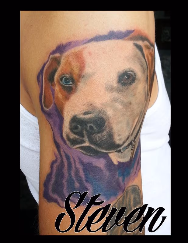 pitbull