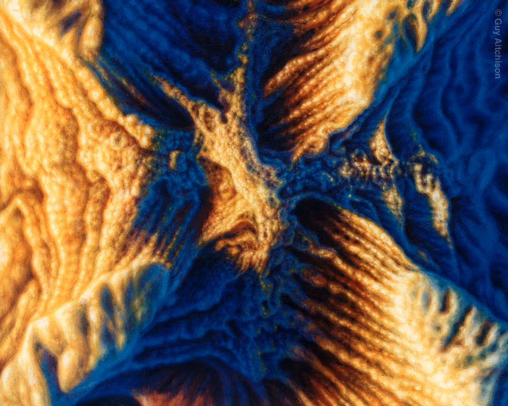 Coral Structure, 1999