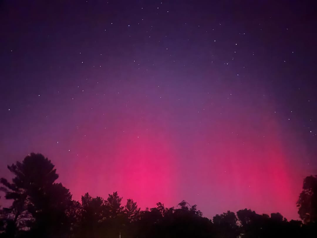 Aurora night sky photo over silhouetted trees