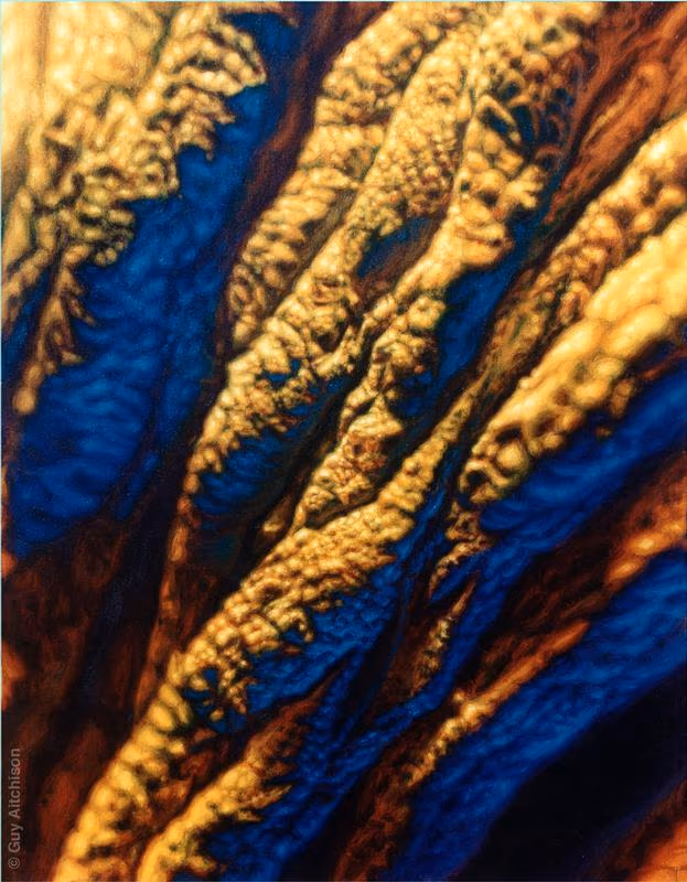 Organic Diagonal, 1999