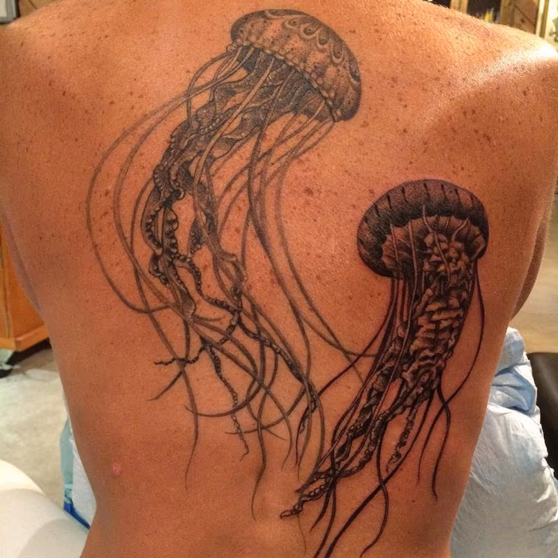 Jellyfish