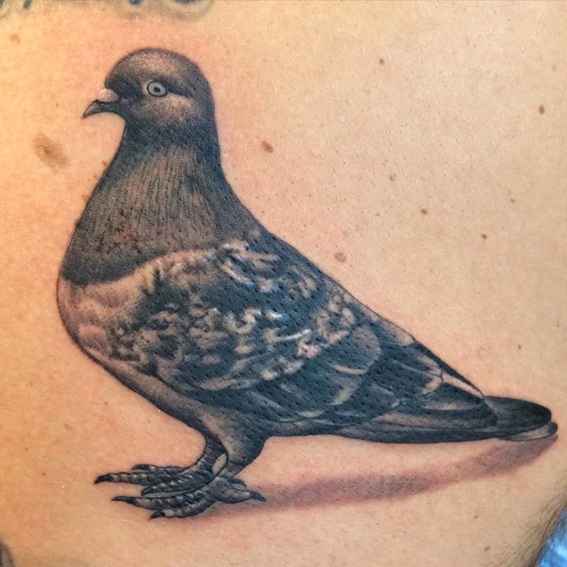 Pigeon