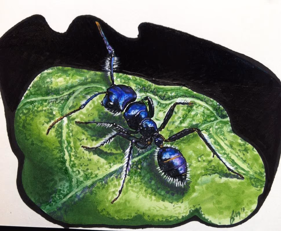 Ant