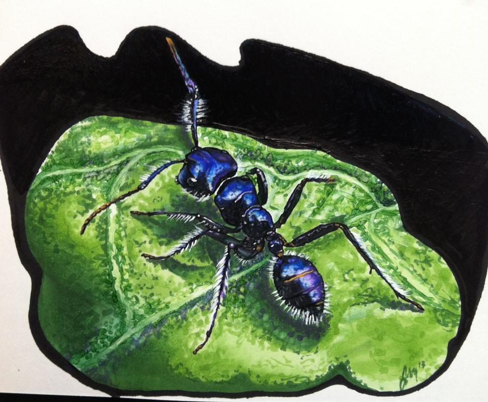 Ant