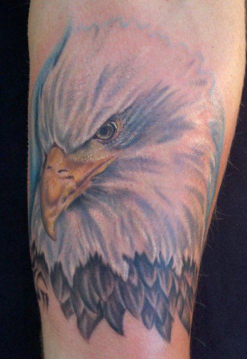 Bald Eagle