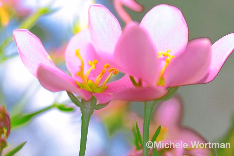 Pink Flowers