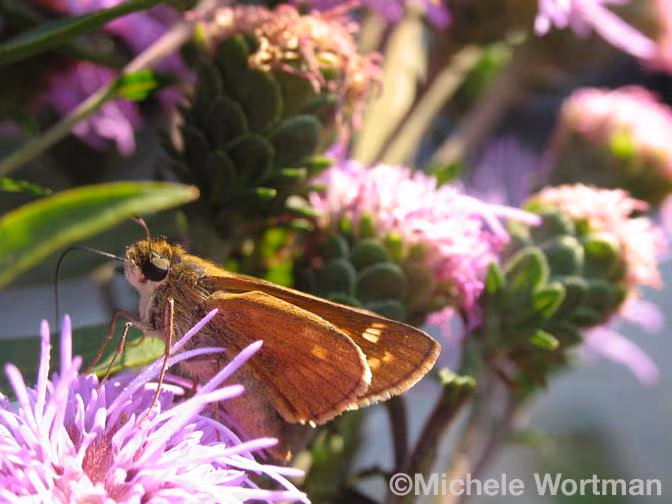 Moth