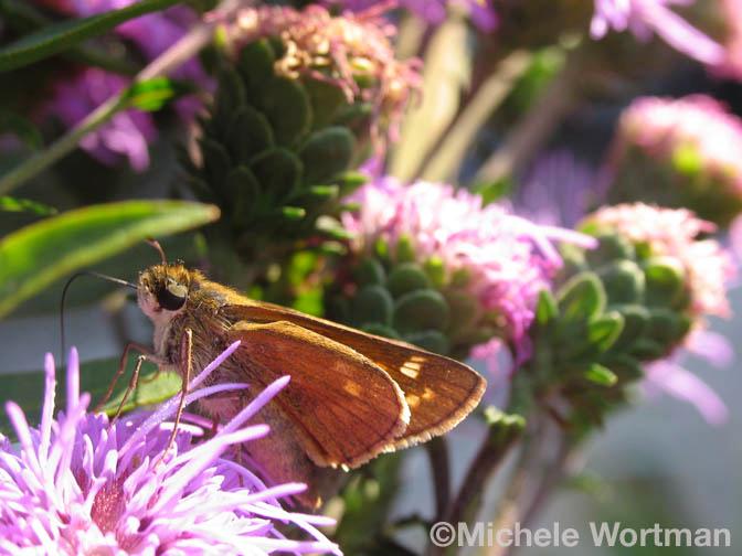Moth