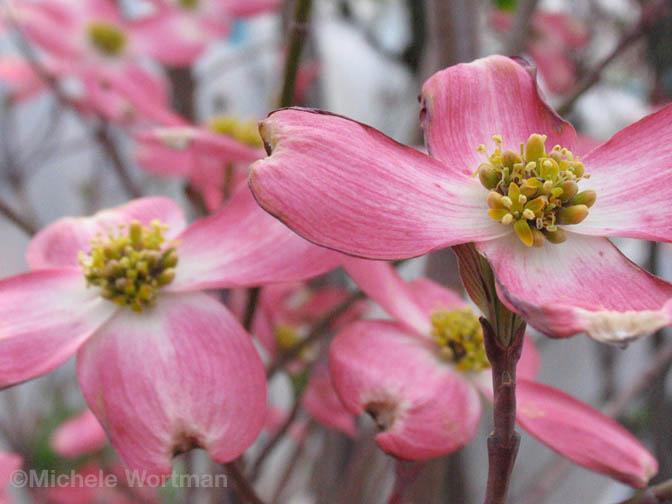 Pink Flowers