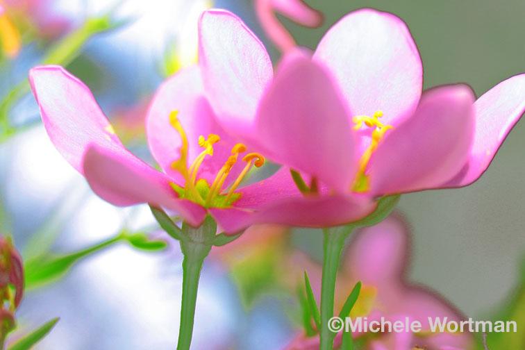 Pink Flowers