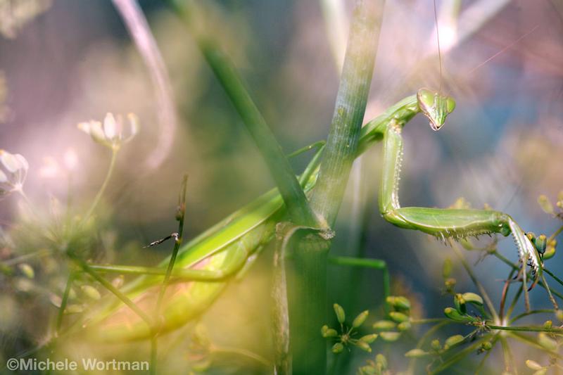 Praying Mantis