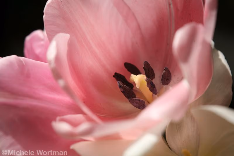 Pink Flower Close Up