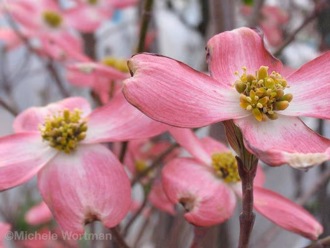 Pink Flowers