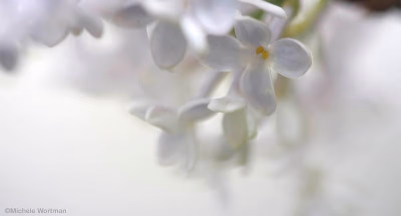 Lilac '11