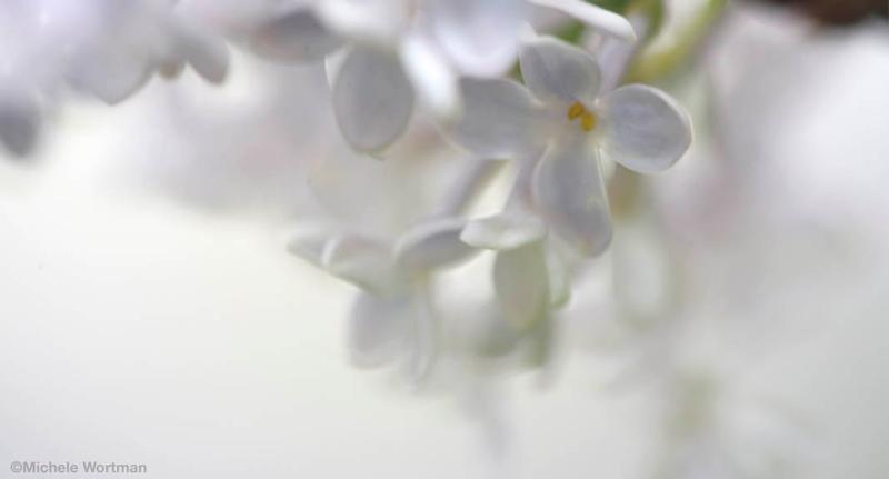 Lilac '11