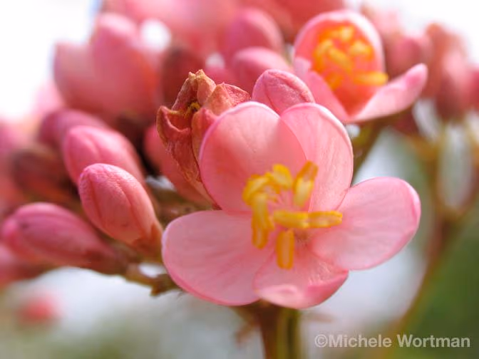 Pink Flowers