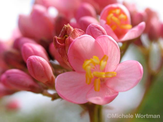 Pink Flowers