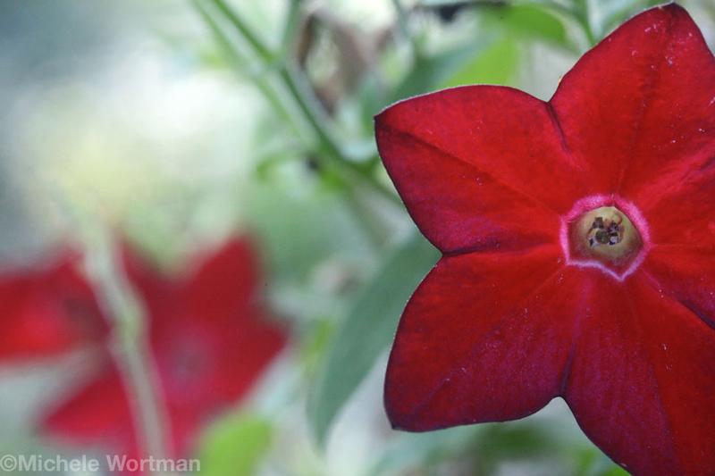 Red Flowers