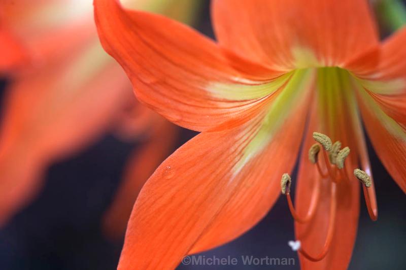 Lily