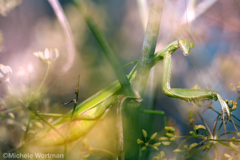 Praying Mantis