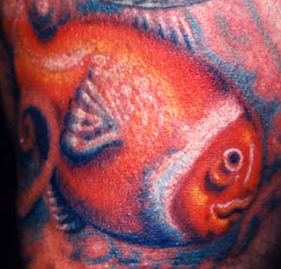 Clown Fish