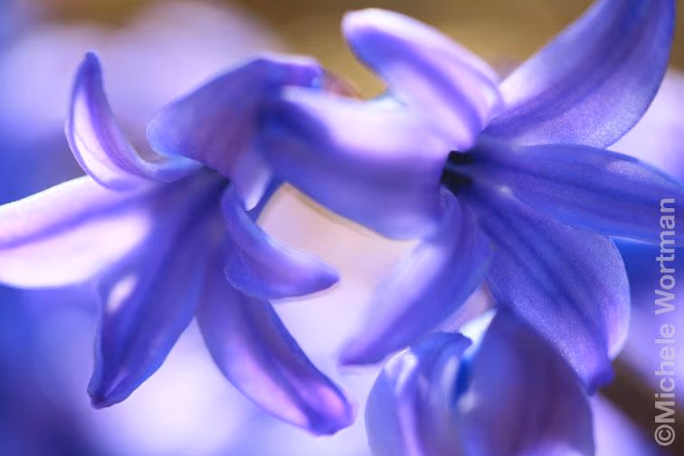 Purple Flowers