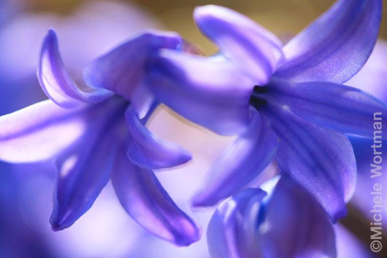 Purple Flowers