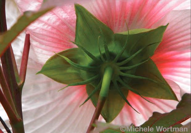 Underside of Flower