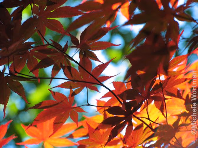 Maple Leaves