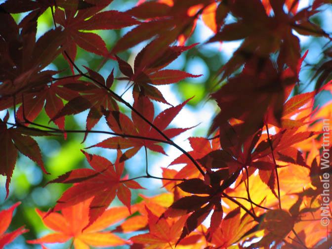 Maple Leaves