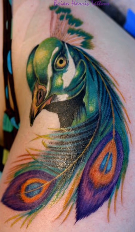 Peacock