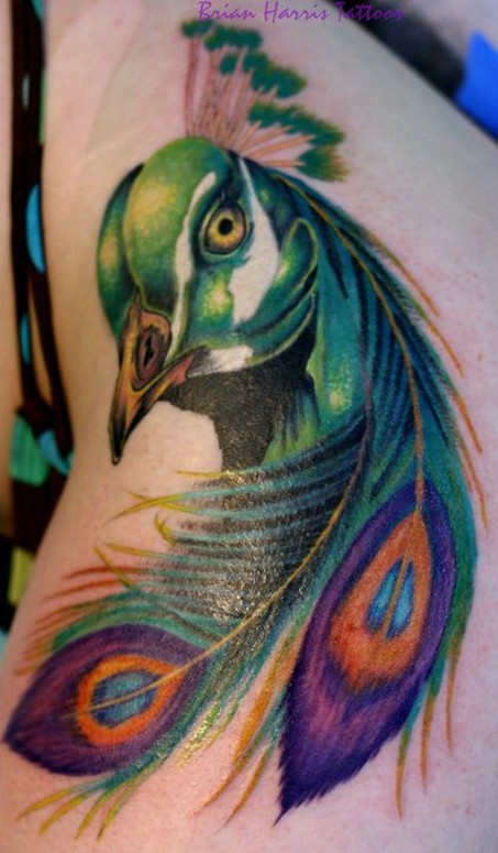 Peacock