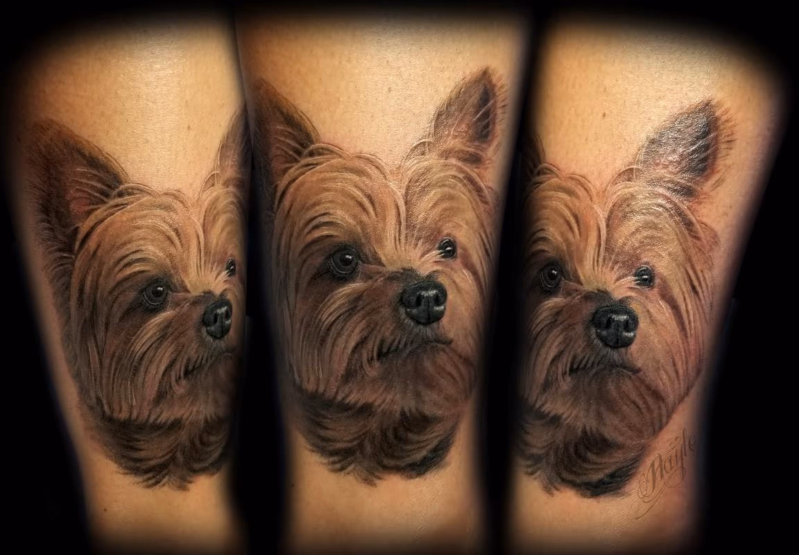 Realistic Yorkshire terrier, cover up, ankle piece