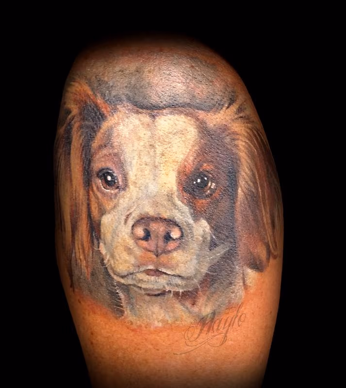 Brittany Spaniel Dog Portrait